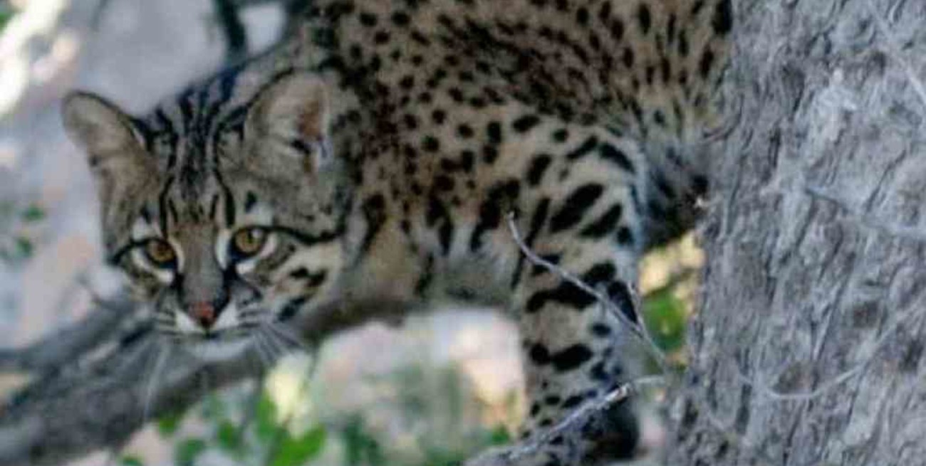 Bariloche: apareció un gato montés en la zona del cerro Otto