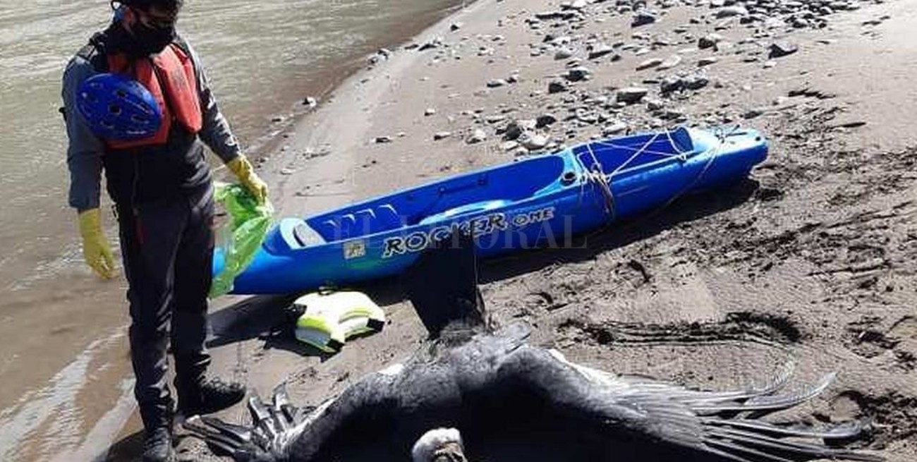 Hallan tres cóndores muertos envenenados con agroquímicos