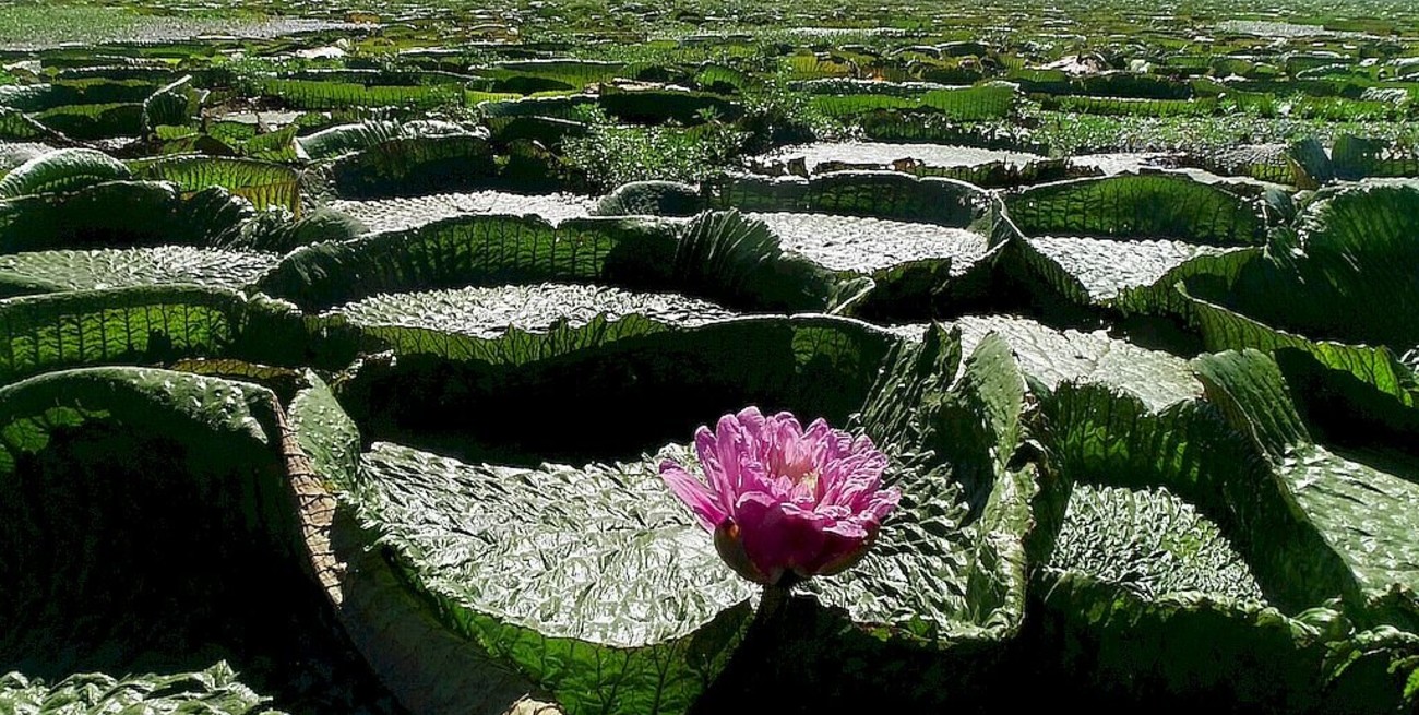 El mundo conmemora a Iemanjá, Nuestra Señora de la Candelaria y el Día de los Humedales