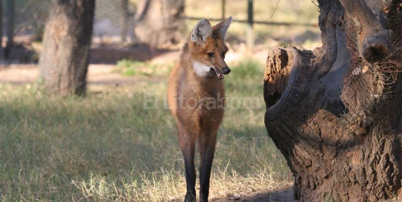 El aguará guazú comenzó a comer en la Granja