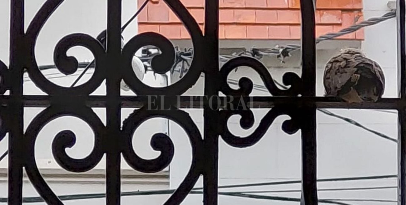 Línea directa: "ganar es ganar", "el Cementerio Municipal, tierra de nadie" y otros mensajes