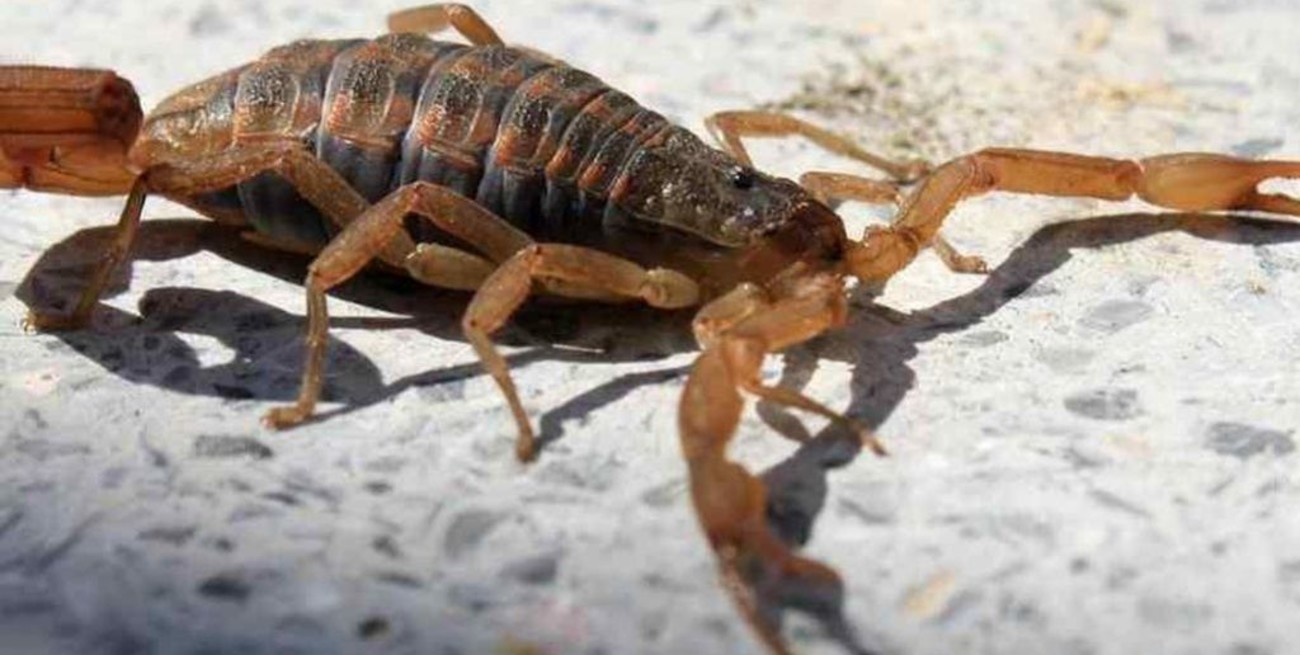 El fuerte relato de la mamá del niño al que le metieron un alacrán dentro de la remera