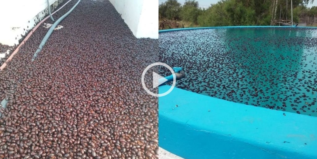 Video: invasión de cascarudos en La Pampa