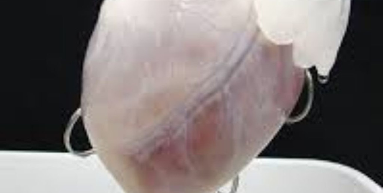 Los órganos artificiales están cerca de ser realidad