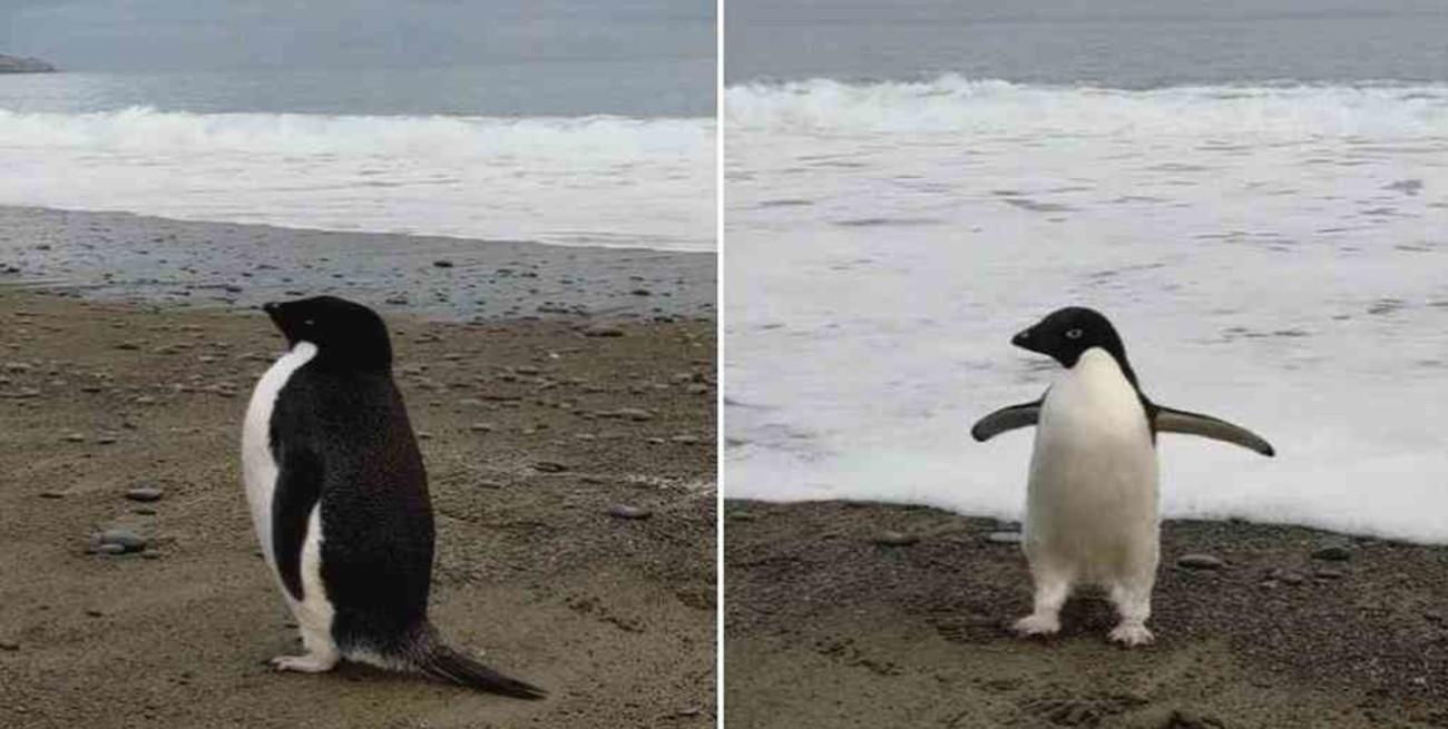 Sorprendente travesía: un pingüino ártico recorrió 3.000 kilómetros hasta llegar a Nueva Zelanda