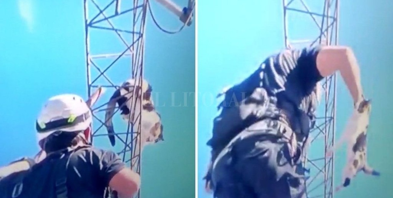 Heroico rescate de una gata a más de 40 metros de altura