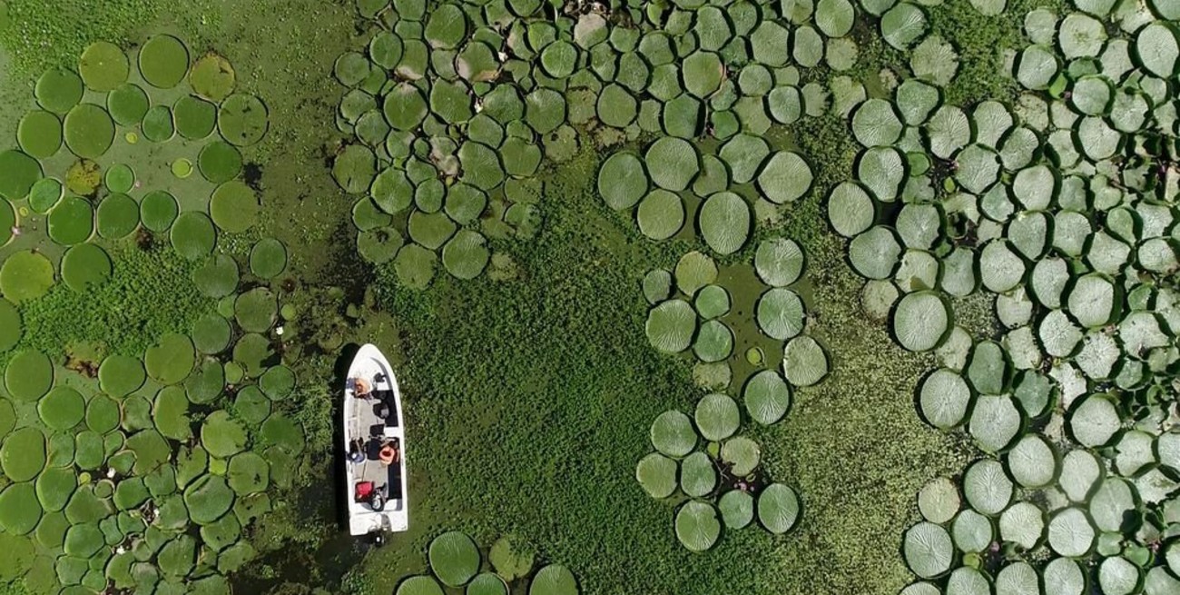 El Irupé, una flor acuática rodeada de misterio