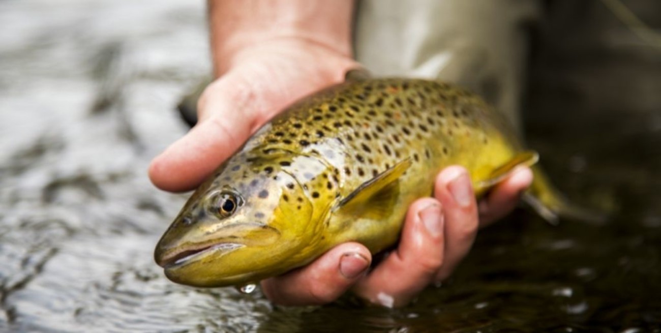 Los peces se están volviendo adictos a las metanfetaminas que se filtran en los ríos