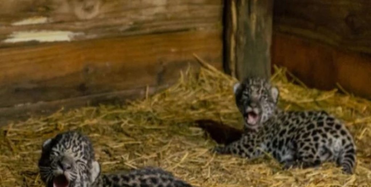 Fundación Rewilding informó que finalmente la cría de yaguareté Mbareté es hembra