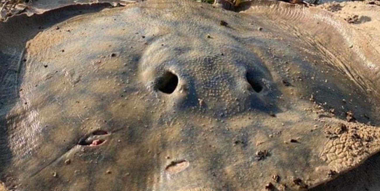 Pescaron una raya de 120 kilos en el río Paraná de Corrientes