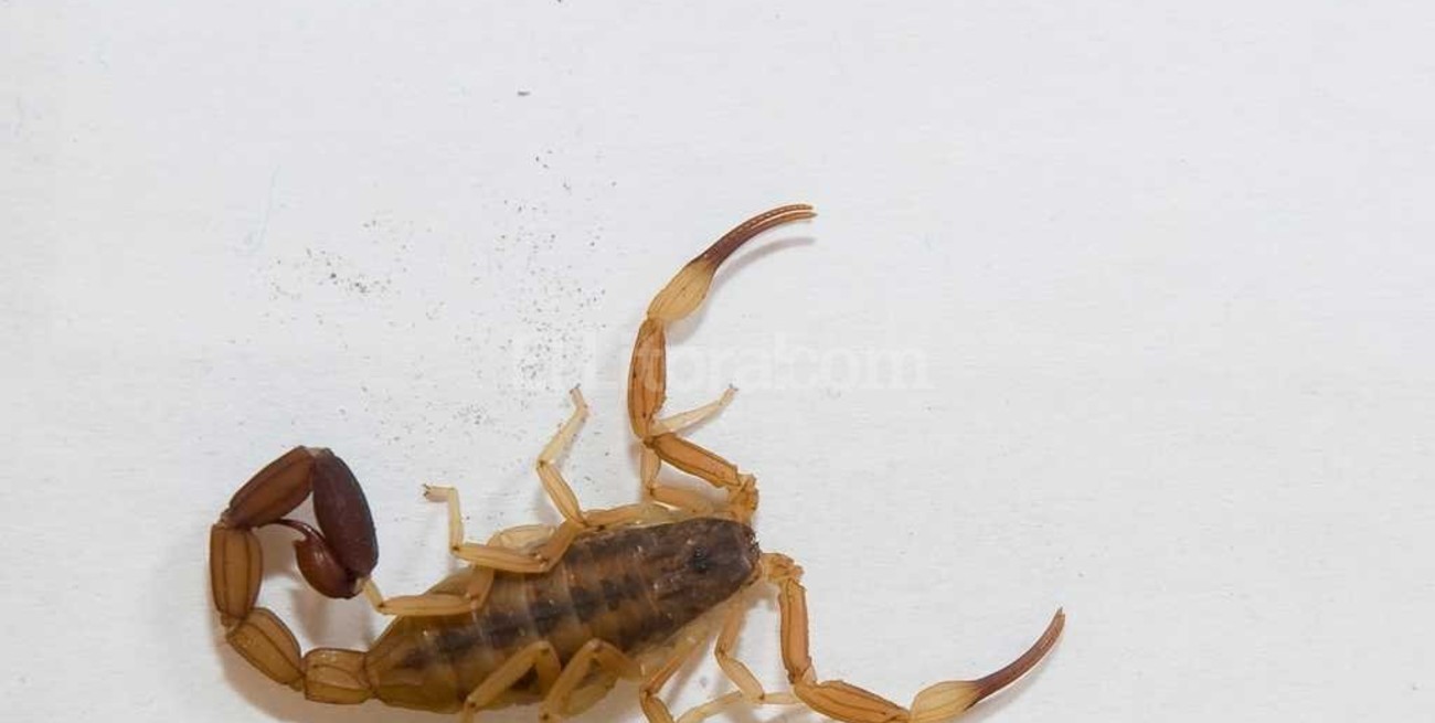 Murió un nene de 3 años picado por un alacrán