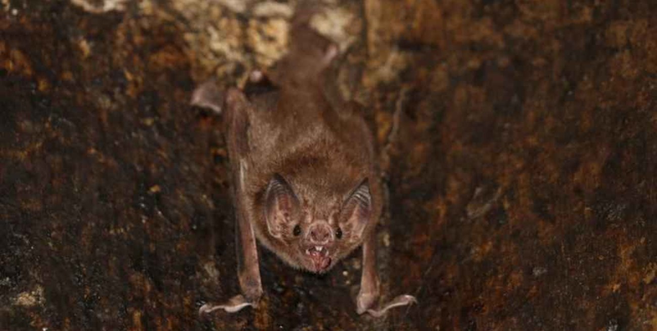 Tailandia: murciélagos con nuevo coronavirus