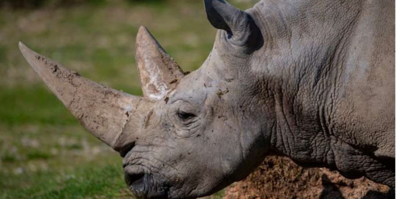 Murió el rinoceronte blanco más viejo del mundo y será embalsamado