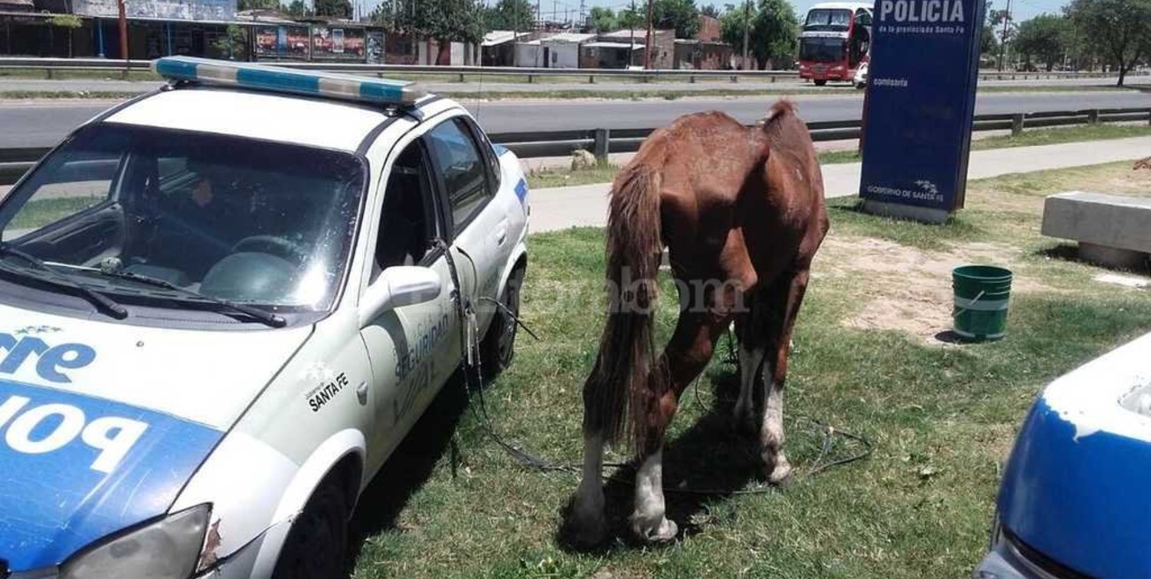 Rescatan caballo maltratado