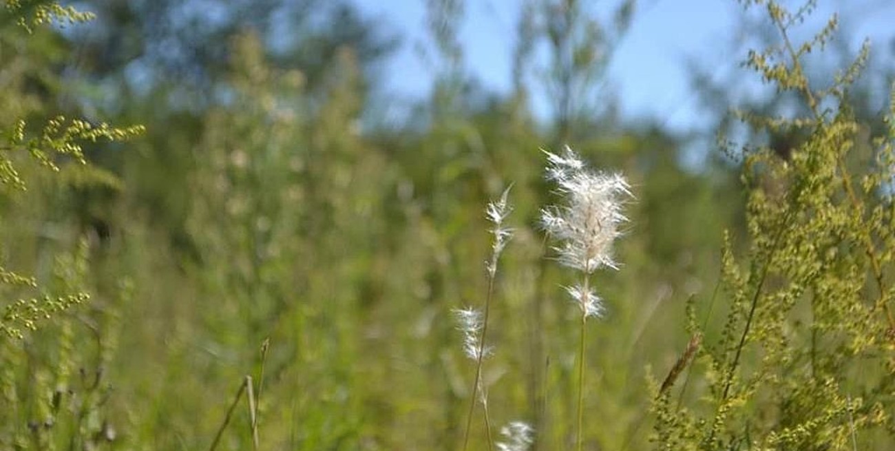 El Parque Sur de Cañada de Gómez permanece en estado de abandono