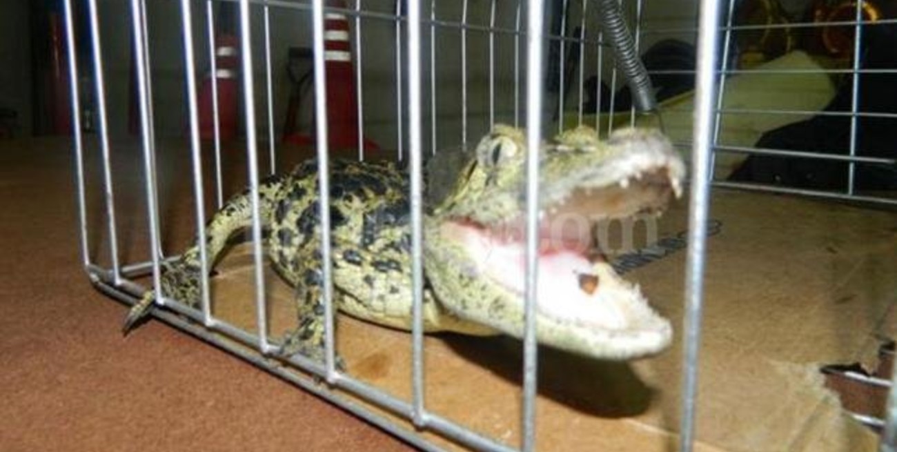 Apareció un yacaré en las calles de Mataderos