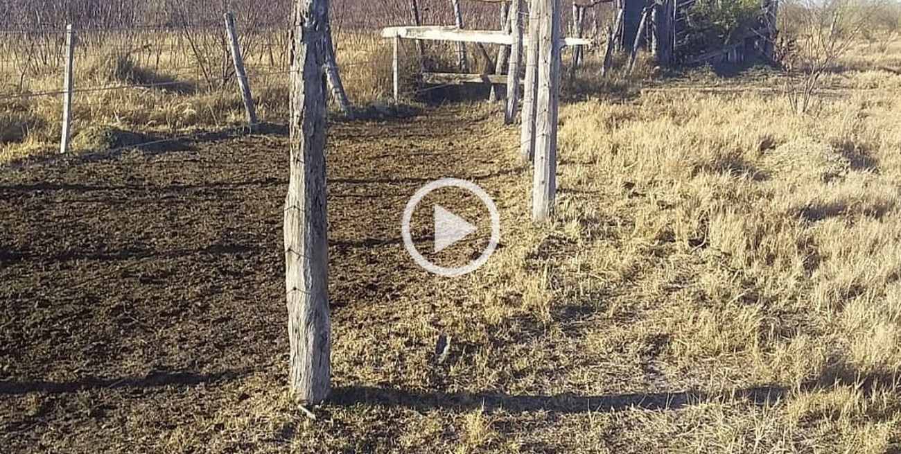 Video: la Guardia Rural Los Pumas recuperó 57 novillos robados en el norte provincial 