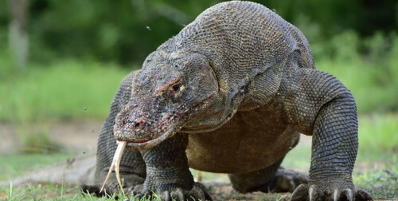 El dragón de Komodo está en peligro de extinción