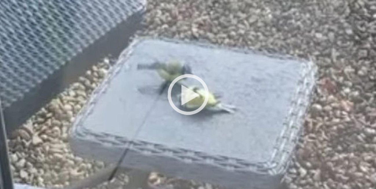 Video viral: un pajarito revivió a otro que había chocado contra un vidrio