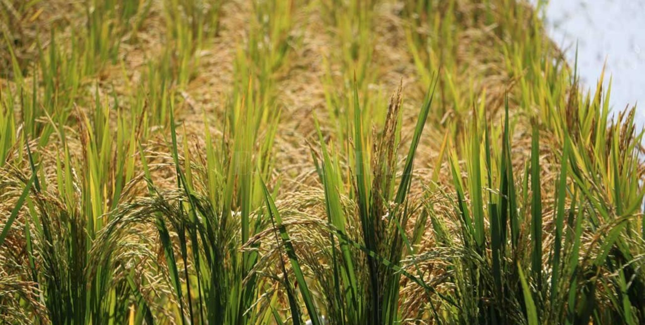 Repudian declaraciones de funcionario kirchnerista contra el campo