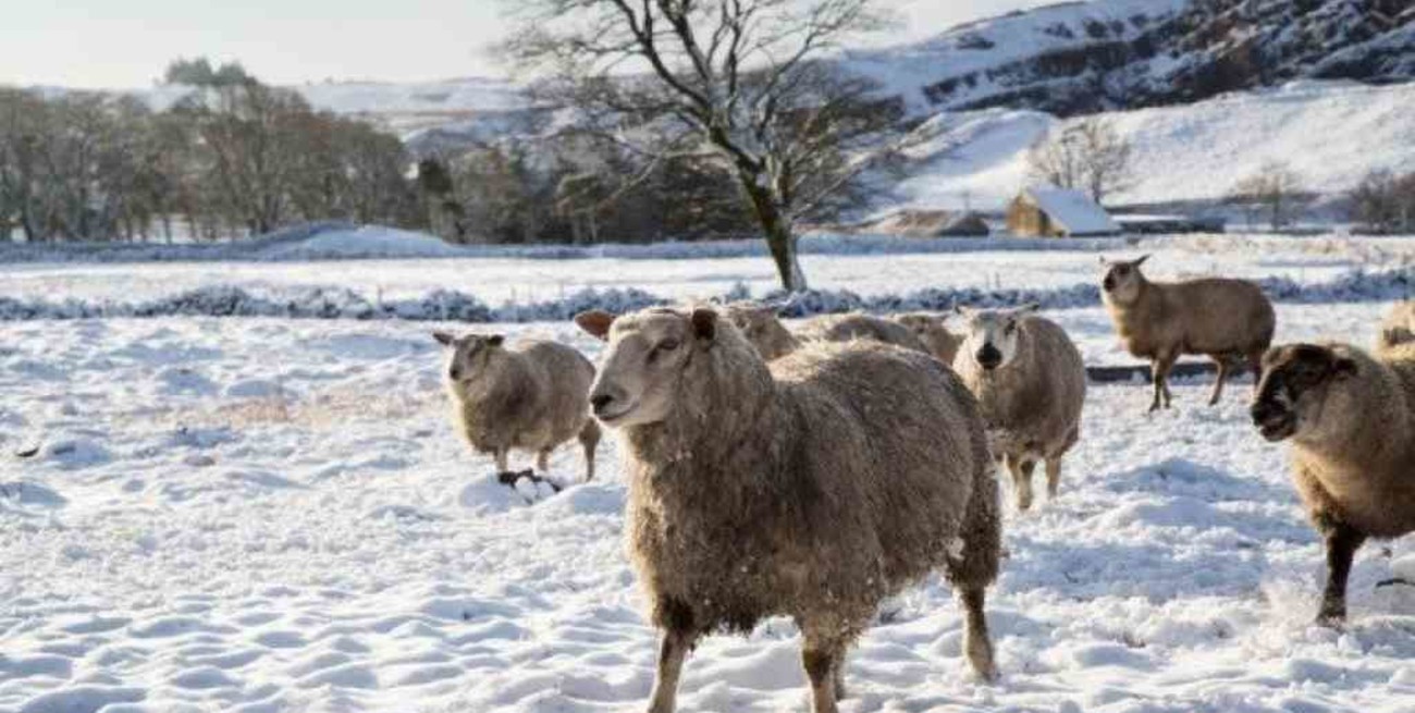 Chubut: La provincia elabora un plan de acción de la Emergencia Agropecuaria y Climática