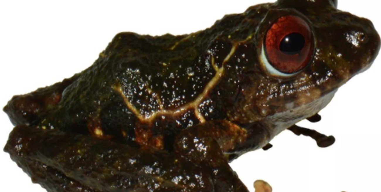 Descubren una nueva especie de rana y la bautizan en honor a la banda Led Zeppelin