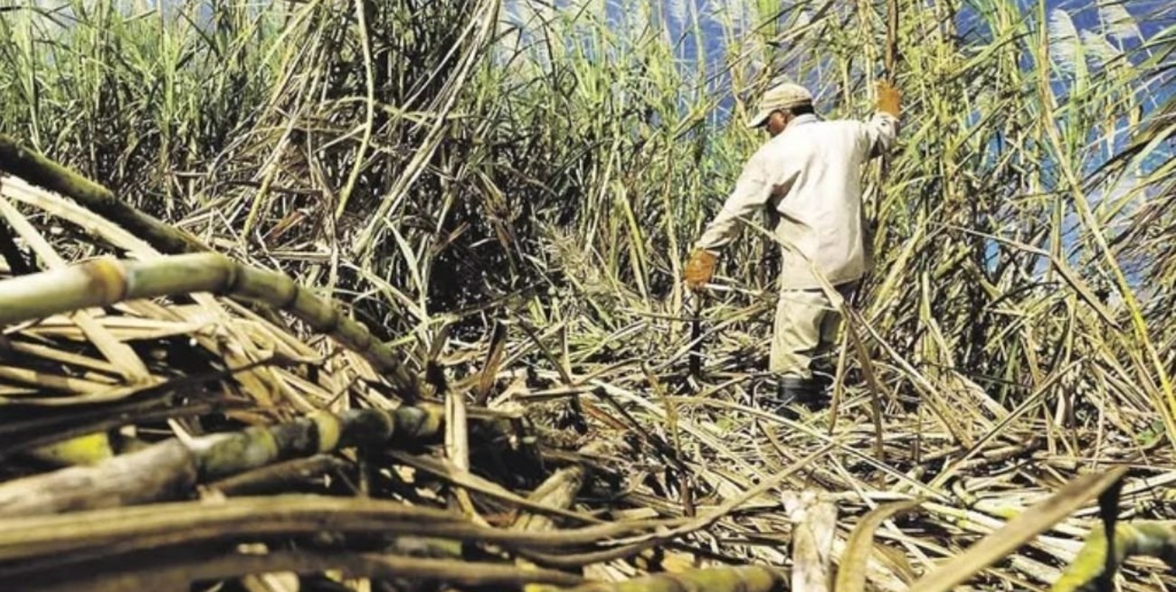 Por la sequía, cañeros de Jujuy y Salta registran pérdidas por más de $ 1.500 millones