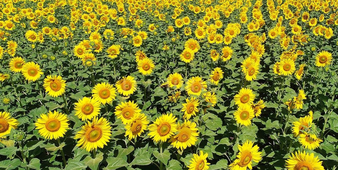 Línea directa: "la nota más tierna", "una actitud solidaria" y otros mensajes