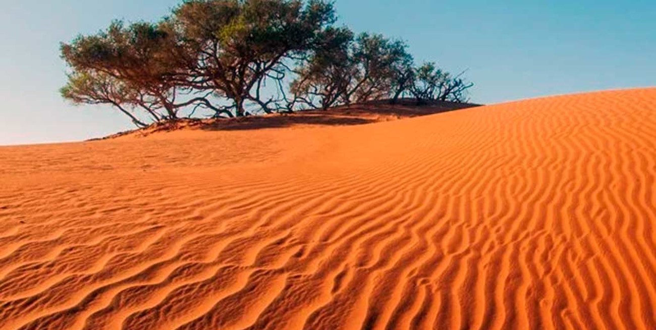 Sorprendente: encuentran cientos de millones de árboles en el desierto del Sahara