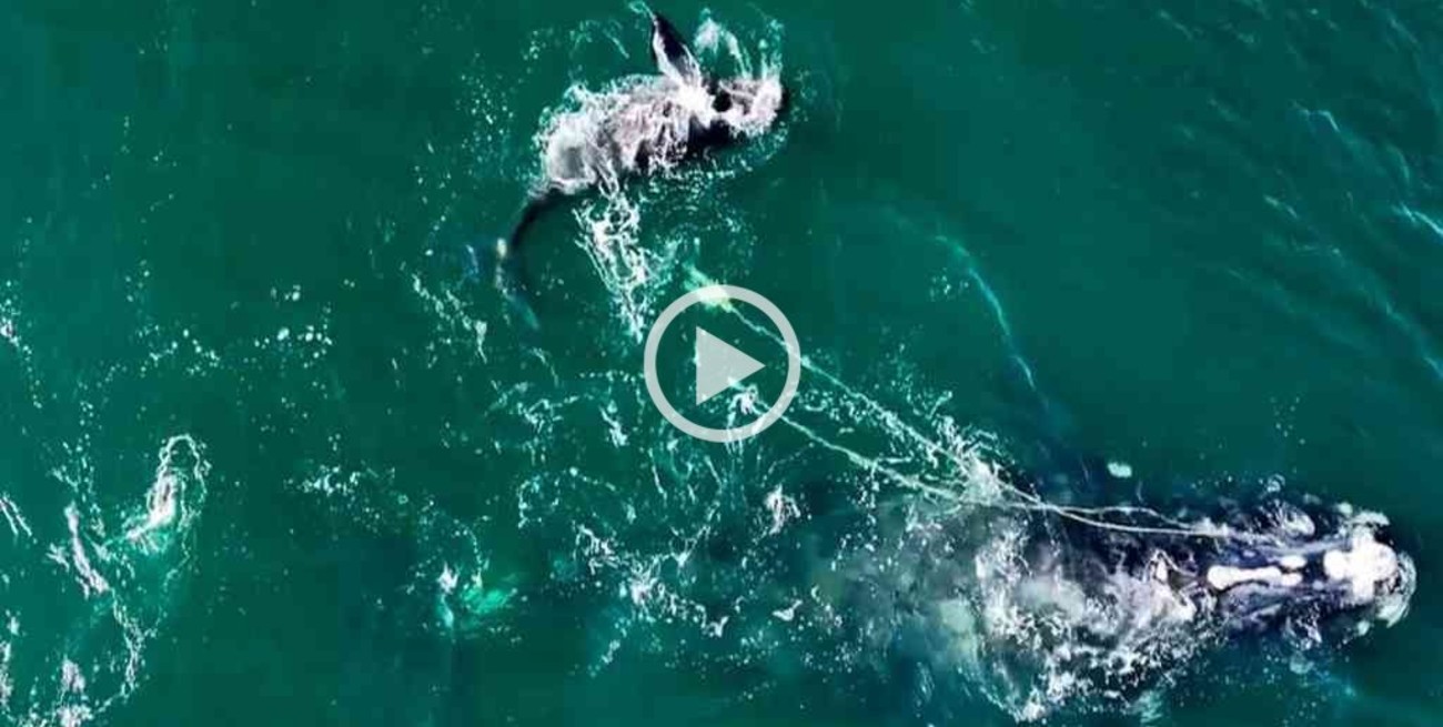 Video: una ballena franca dio a luz mientras estaba atrapada en una red de pesca