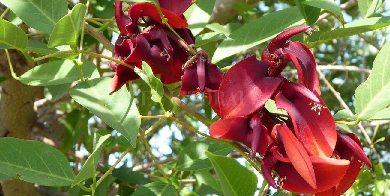 La ONG "Un Árbol Más" recolectará semillas de especies nativas en San Carlos Centro