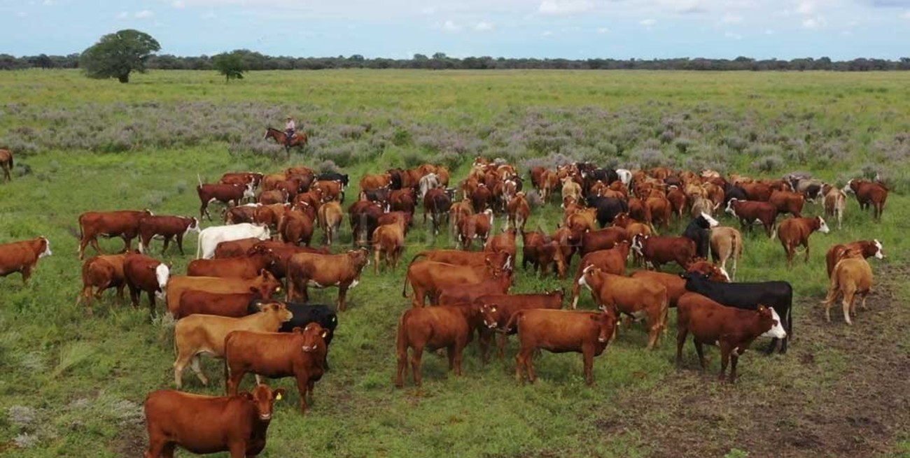 Así es el plan del gobierno nacional para aumentar la producción de carne