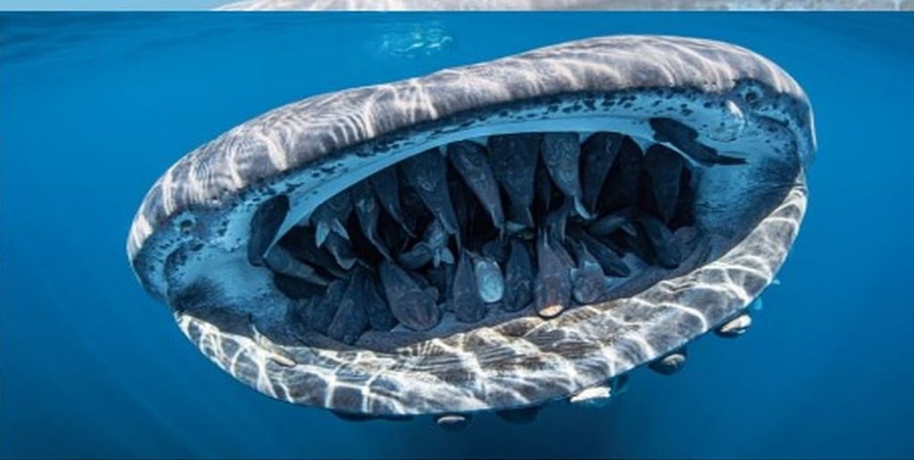 Esta es la mejor fotografía submarina del mundo en 2020