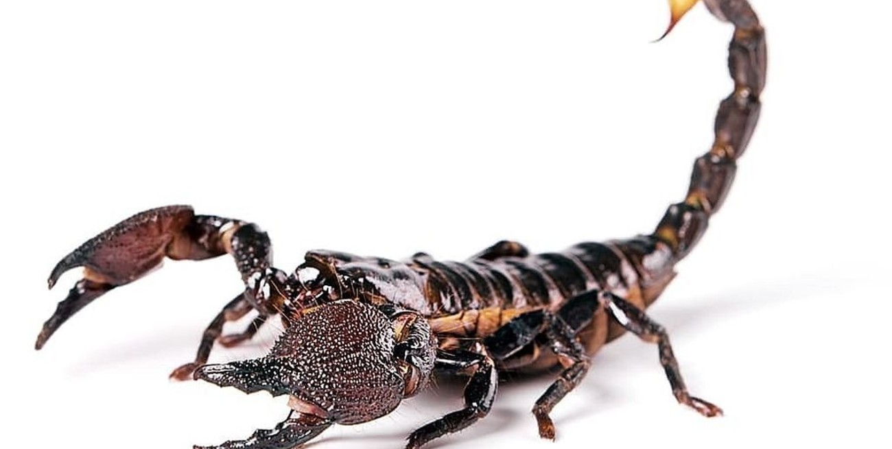 La naturaleza del escorpión