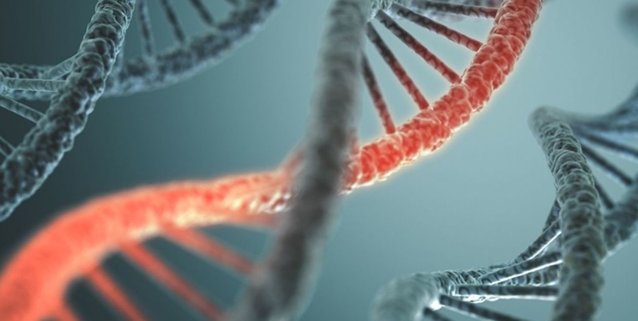 Identifican 70 genes de células pulmonares que se verían afectados por la infección de coronavirus