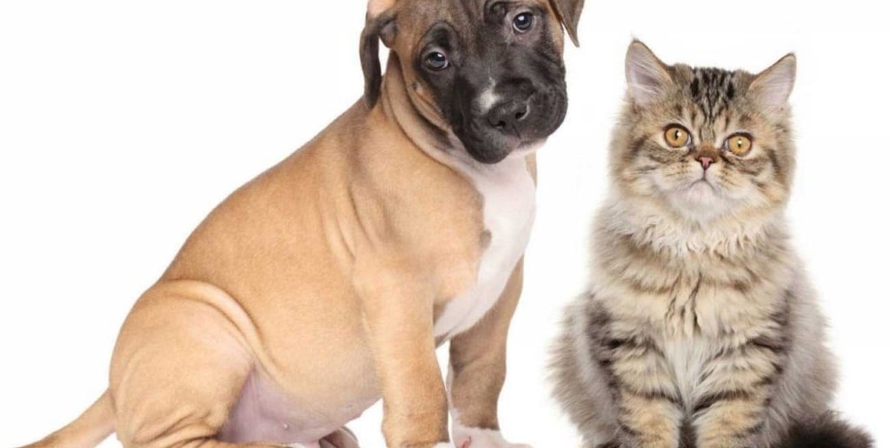 Para tener en cuenta: alimentos que le hacen mal a las mascotas