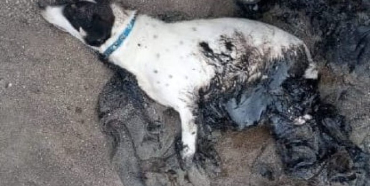 Situación alarmante: aparecieron perros cubiertos de petróleo en Chubut