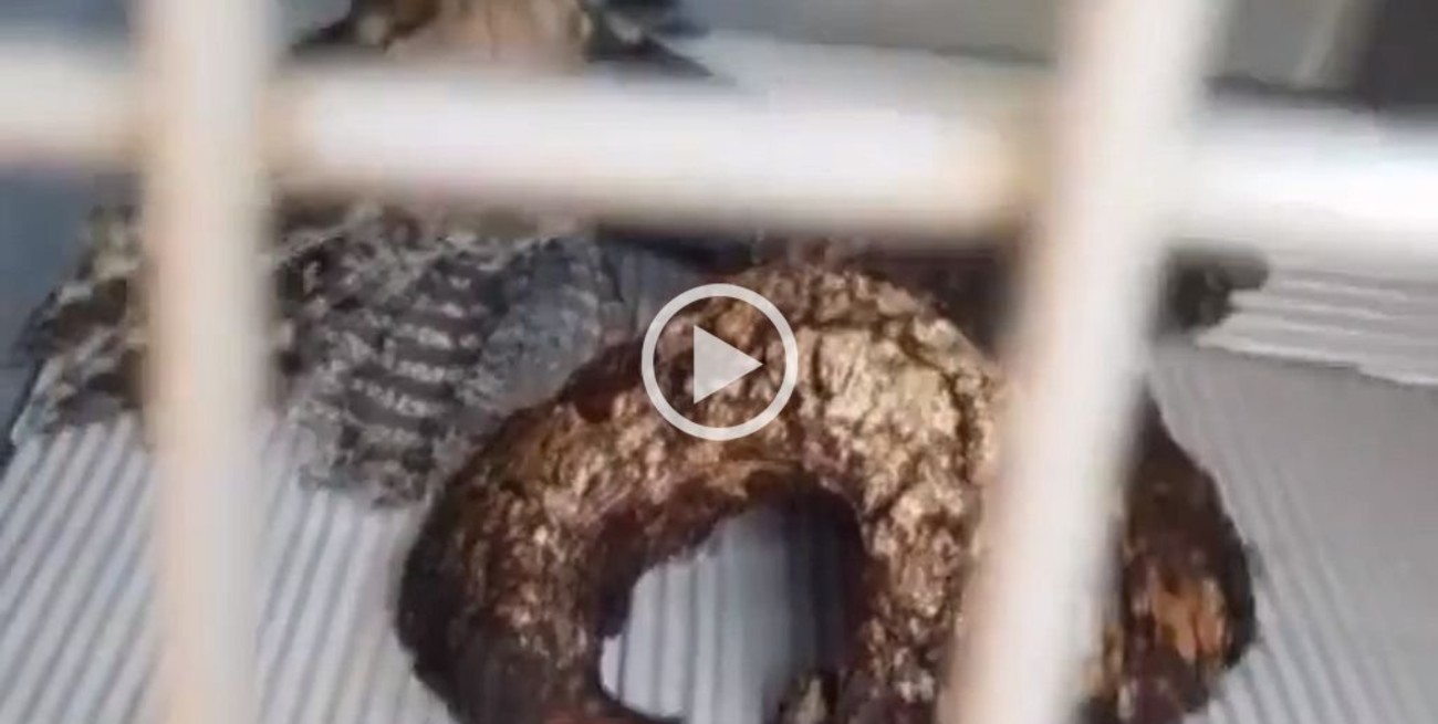 Video: rescataron a un ejemplar de "pájaro fantasma" en un colegio correntino