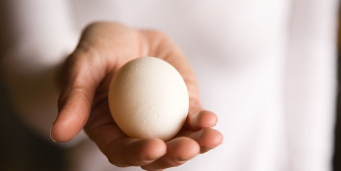 Brasil: detenido por lanzarle un huevo a jair Bolsonaro