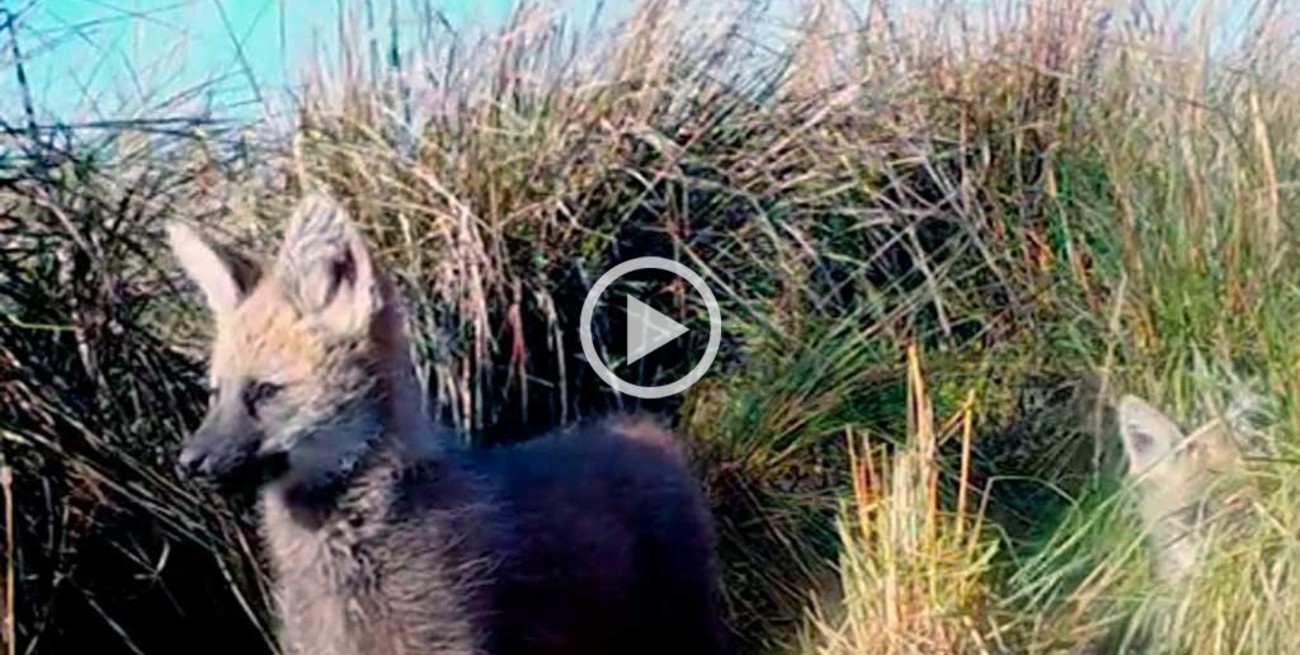 Video: por primera vez filmaron a cachorros de aguará guazú
