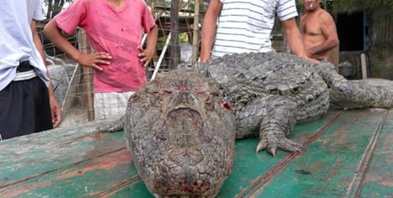 Chocaron un yacaré en la ruta