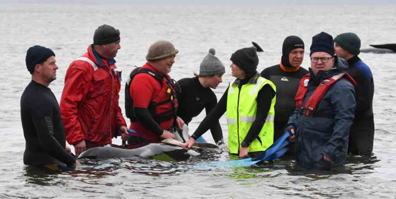 Rescataron a las últimas veinte ballenas varadas en Australia