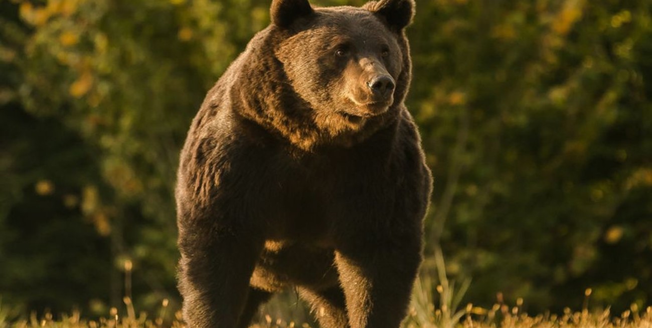 Acusan al príncipe Emanuel de Liechtenstein de matar al oso pardo más grande de Europa