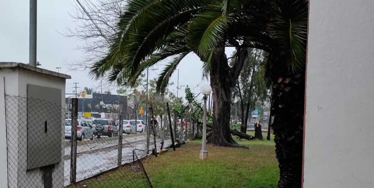 Tormenta en Santa Fe: cayó un árbol y dejó sin luz al hospital Mira y López