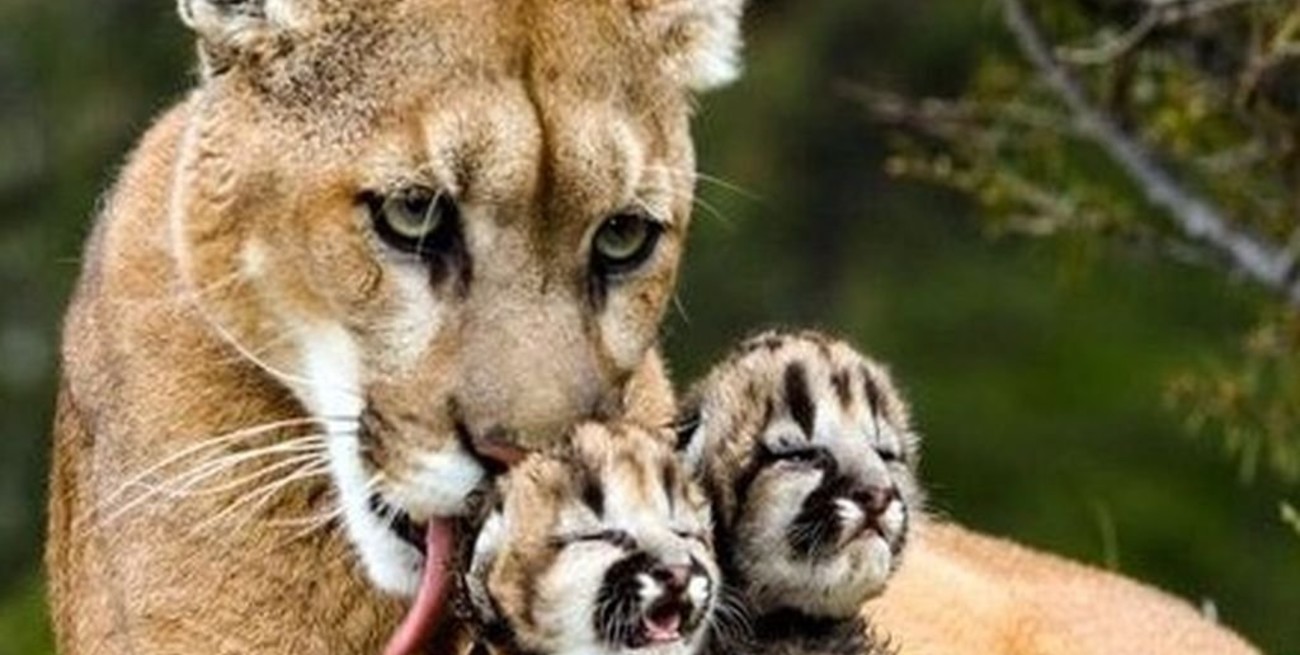 Polémica en Chubut por ley que promueve la caza de pumas y zorros