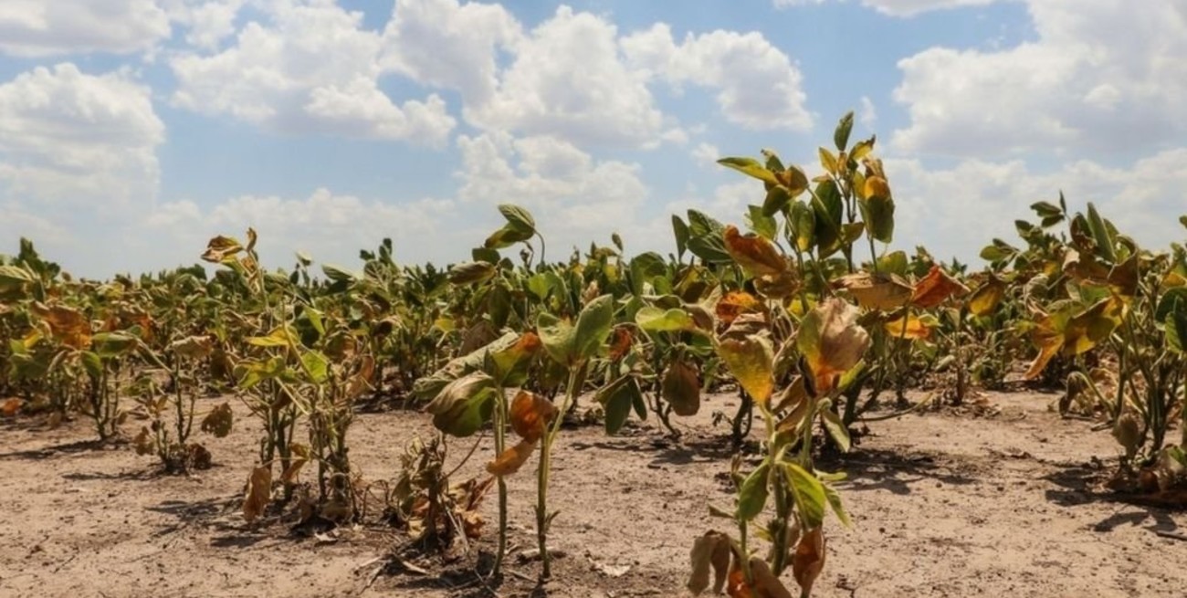 Declaran el estado de emergencia y desastre agropecuario en casi toda la provincia de Santa Fe