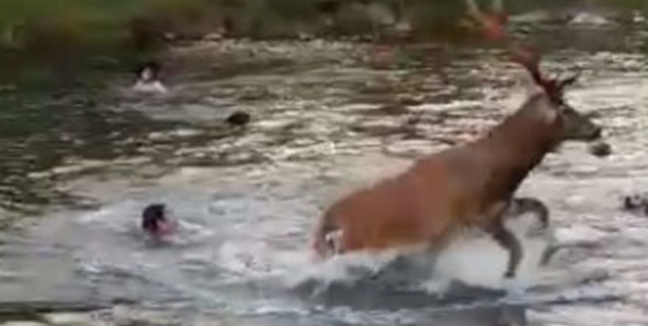 Escándalo en Neuquén tras la viralización de una cacería de ciervo "con perros"