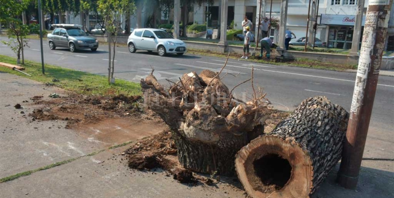 ¿Qué se está haciendo con los árboles de Bulevar Gálvez?