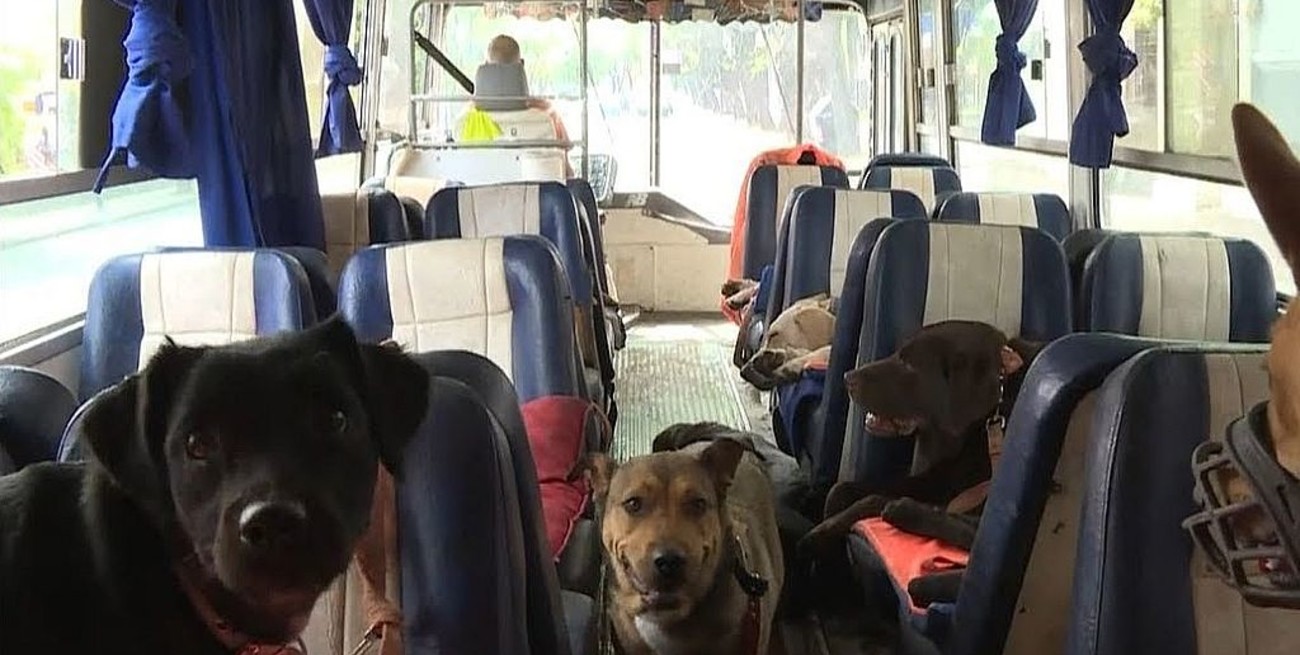 "Los lindos pasean en bondy": original propuesta en Rufino para fomentar la adopción canina