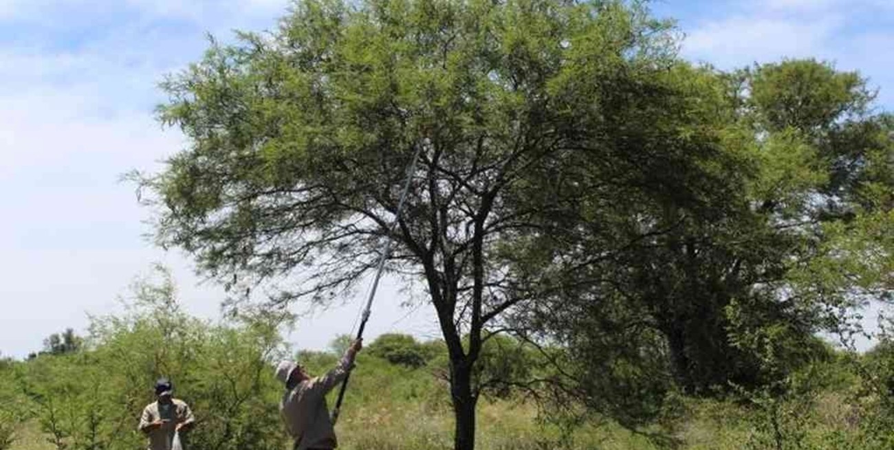 La Facultad de Ciencias Agrarias proporcionará semillas a viveros provinciales